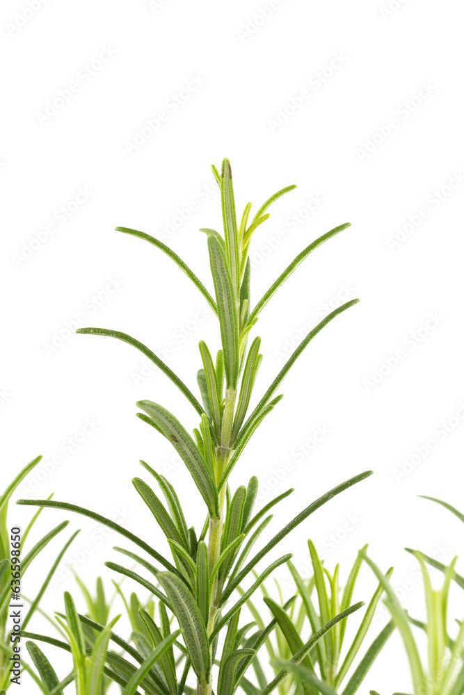 Branches of rosemary on a white background Branches of rosemary on a white background
