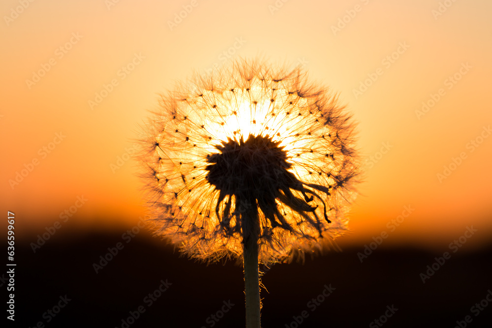 Dandelions in meadow at red sunset