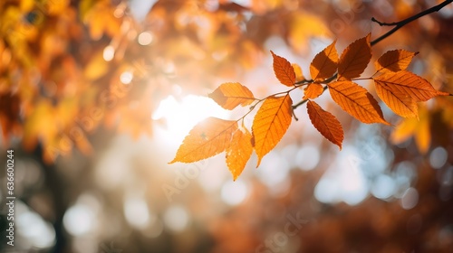 Close up of Autumn Leaves of a Tree in the Sunshine. Blurred Background 