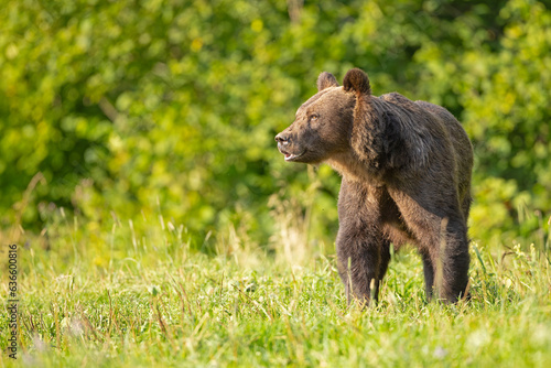 Niedźwiedź brunatny (Ursus arctos) © Grzegorz