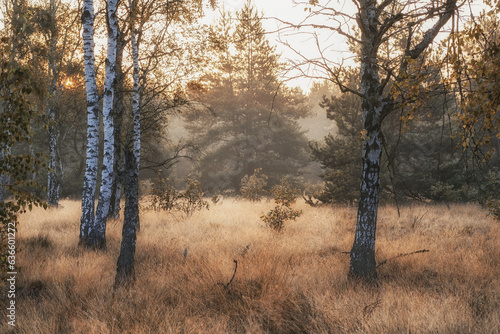 Fototapeta Naklejka Na Ścianę i Meble -  Wschód słońca na polanie z brzozami