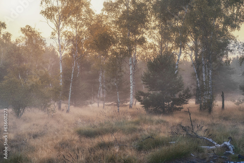 Fototapeta Naklejka Na Ścianę i Meble -  Wschód słońca na polanie z brzozami