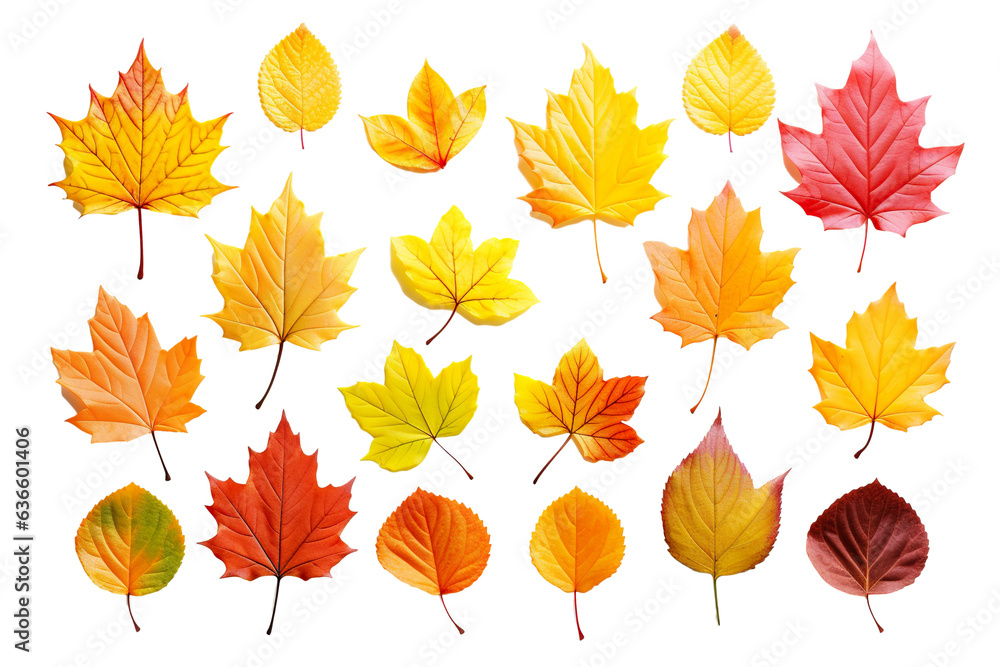 autumn colored fall leaves isolated on white background PNG autumn colored fall leaves isolated on white background PNG