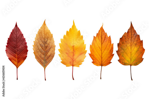 autumn colored fall leaves isolated on white background PNG