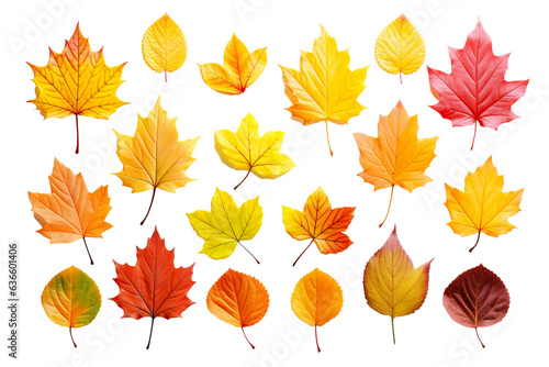 autumn colored fall leaves isolated on white background PNG