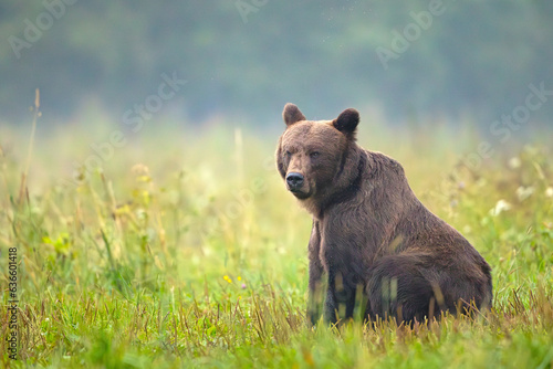 Fototapeta Naklejka Na Ścianę i Meble -  Niedźwiedź brunatny (Ursus arctos)