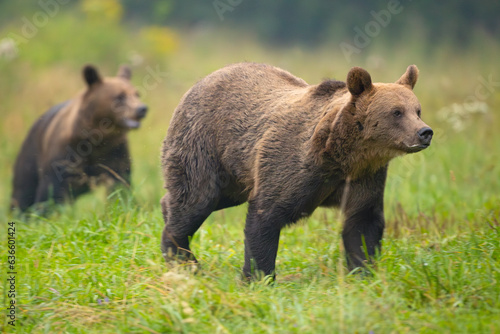 Niedźwiedź brunatny (Ursus arctos) © Grzegorz