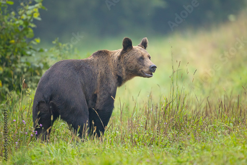 Fototapeta Naklejka Na Ścianę i Meble -  Niedźwiedź brunatny (Ursus arctos)