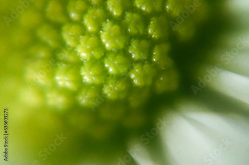 green color background abstract, flower macro picture, texture of flower pollen, soft background,