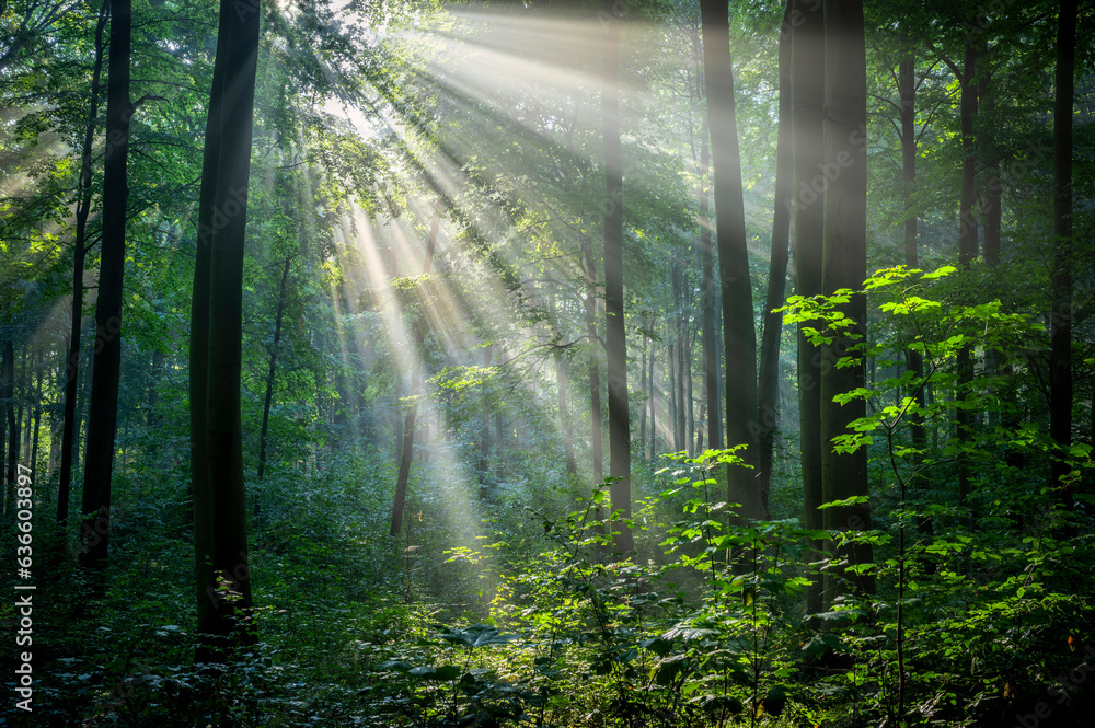 Fototapeta premium Misty morning in the forest