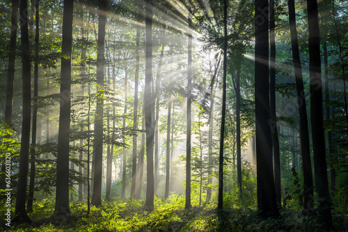 Misty morning in the forest