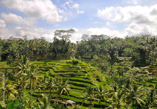 Terrace rice paddies surrounded by jungle in Ubud, Bali Indonesia