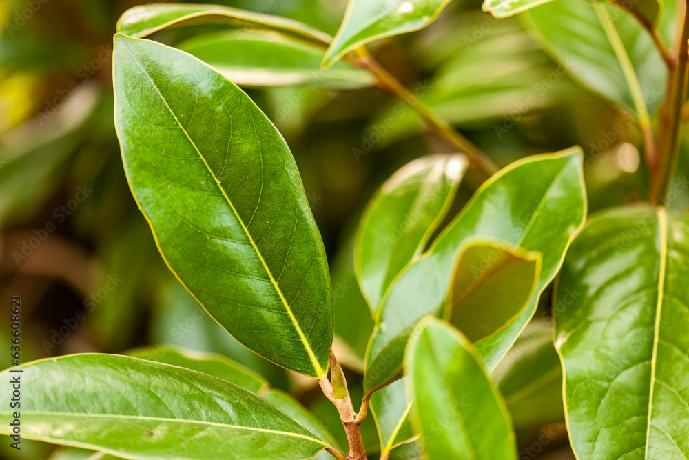 Magnolia Foliage Detail Magnolia Foliage Detail