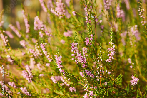 Wrzos zwyczajny, wrzos pospolity ,Calluna vulgaris (L.) Hull