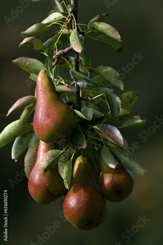 Fruit trees full of pears in the orchard at the Groninger Borg Verhildersum near Leens. photo