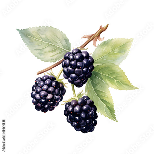 Blackberry watercolor illustration isolated on transparent background