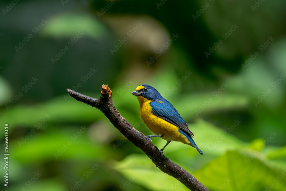 The yellow-throated euphonium is a species of songbird in the Fringillidae family.