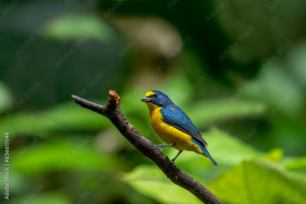 The yellow-throated euphonium is a species of songbird in the Fringillidae family. The yellow-throated euphonium is a species of songbird in the Fringillidae family.