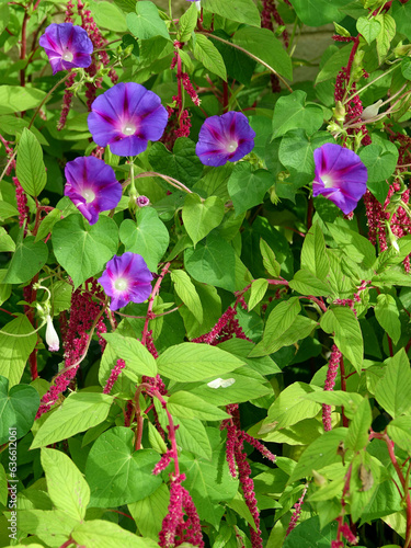 Obraz na płótnie volubilis mauves et amarantes