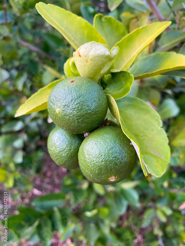Lime on tree making your mouth water.