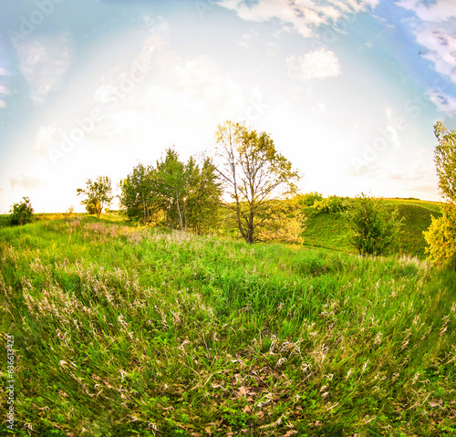 tree in the meadow against the backdrop of the bright sun