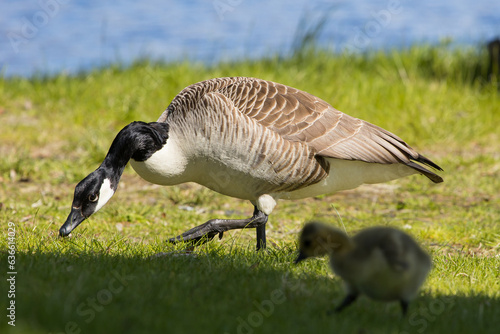 Schilderij op canvas Mother goose with her duckling searching for food in the grass