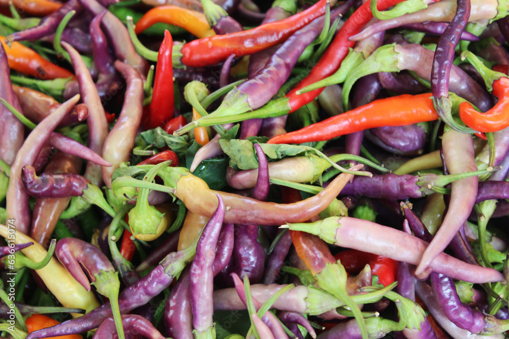 natural background of red green and purple peppers natural background of red green and purple peppers