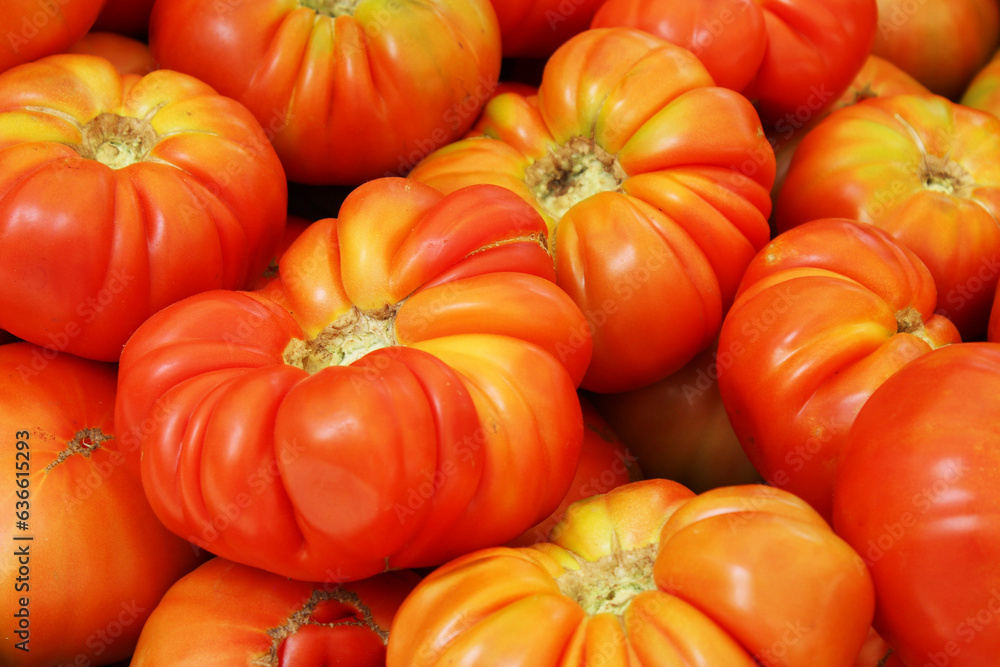 tomatoes background. healthy food background with natural fresh tomatoes tomatoes background. healthy food background with natural fresh tomatoes