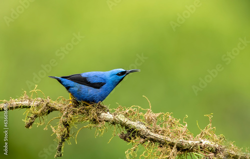Glowing honey vine is a small bird of the tanager family. It is found in the tropical New World in Central America, from southern Mexico to Panama and northwestern Colombia. photo