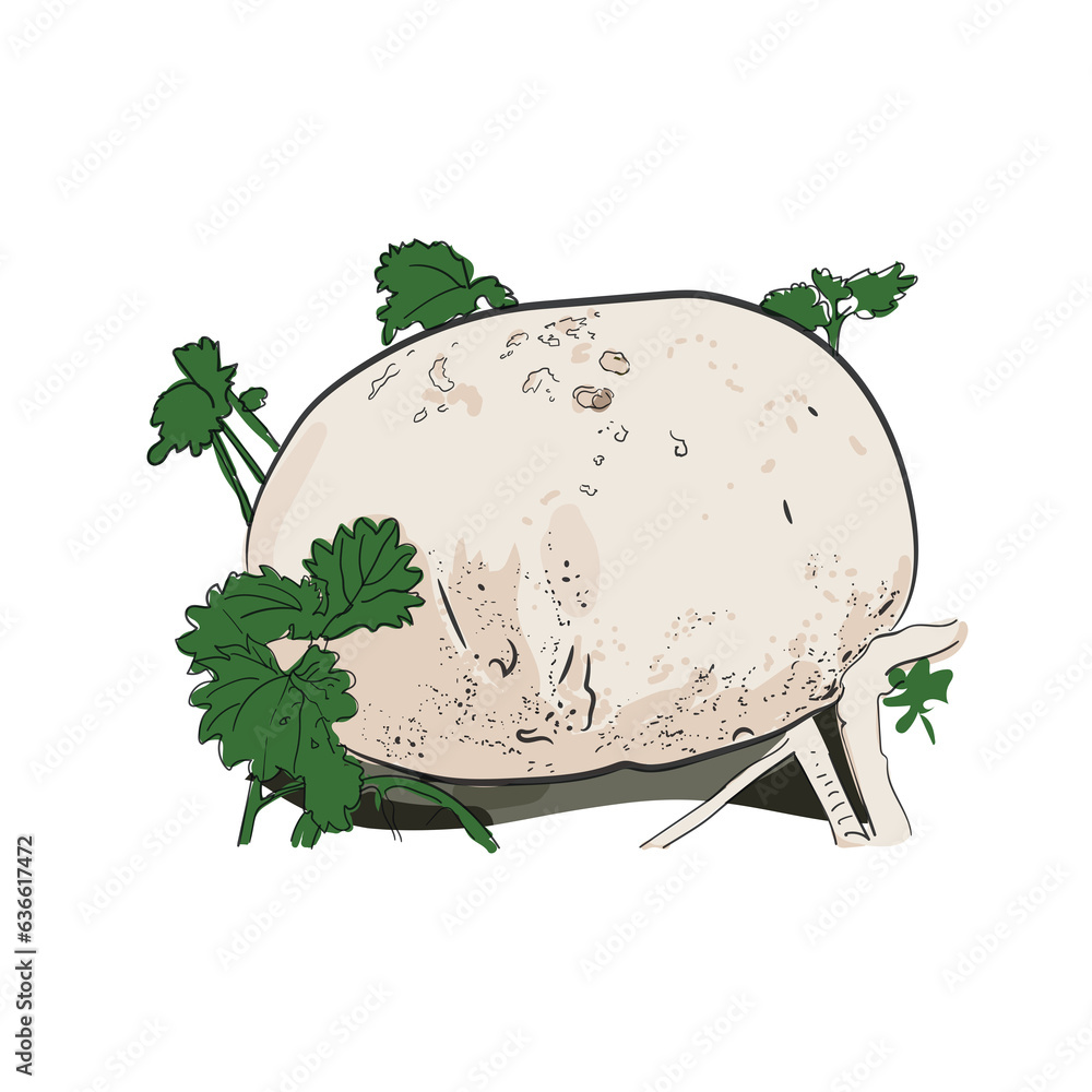 Φωτογραφία giant puffball mushroom botany vector illustration