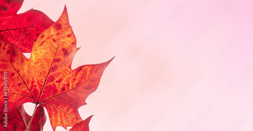 Autumn leaves close-up on pink background.