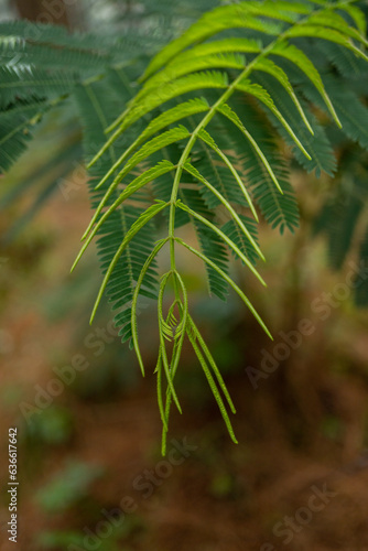 Leucaena leucocephala lamtoro tropical plant green leaf background. The photo is suitable to use botanical content media, environmental poster and nature background. photo