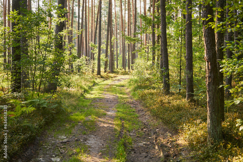 Obraz premium las, droga 