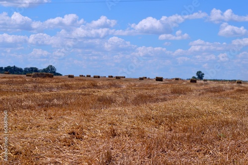 A field with mown wheat on a hot summer day.