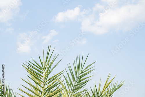 Kurma tree and leaf Phoenix dactylifera Date palms with blue sky background. The photo is suitable to use for botanical content media and nature photo background.