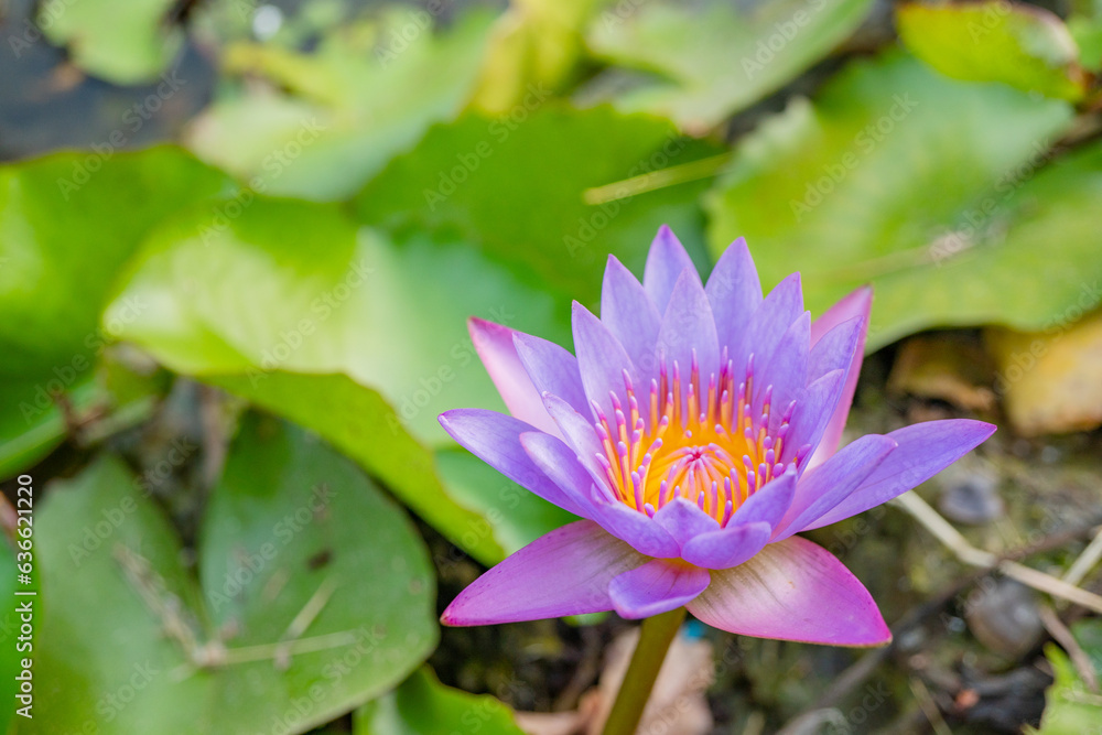 Purple and white flower blossom of Lotus flower Nymphaea over the fish pond. The photo is suitable to use for botanical content media and flowers nature photo background. Purple and white flower blossom of Lotus flower Nymphaea over the fish pond. The photo is suitable to use for botanical content media and flowers nature photo background.