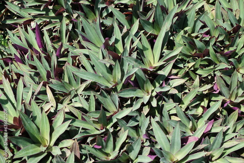 leaves with the Latin name Tradescantia zebrina (Wandering Jew) with a beautiful combination of red and green colors