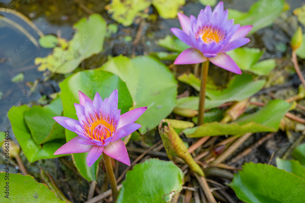 Purple and white flower blossom of Lotus flower Nymphaea over the fish pond. The photo is suitable to use for botanical content media and flowers nature photo background. Purple and white flower blossom of Lotus flower Nymphaea over the fish pond. The photo is suitable to use for botanical content media and flowers nature photo background.