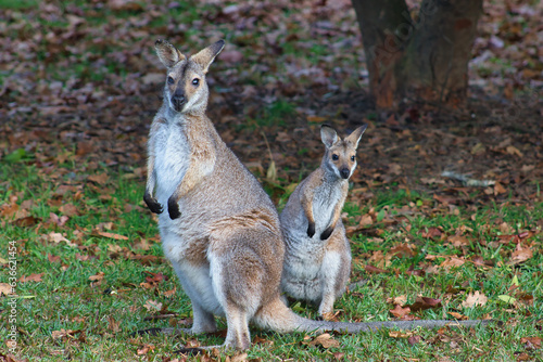 kangaroo and baby