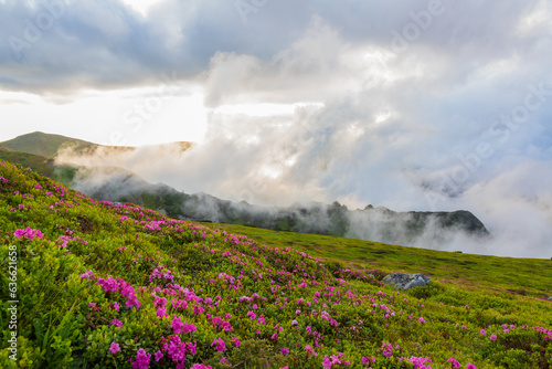 Flowering of the Carpathian rhododendron in the Carpathians in the evening light