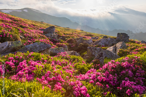 Flowering of the Carpathian rhododendron in the Carpathians in the evening light © Vitalfoto