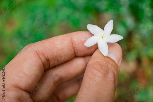 White flower tabernaemontana corymbosa hold by hand blossom when rainy season. The photo is suitable to use for botanical content media and flowers nature photo background. photo