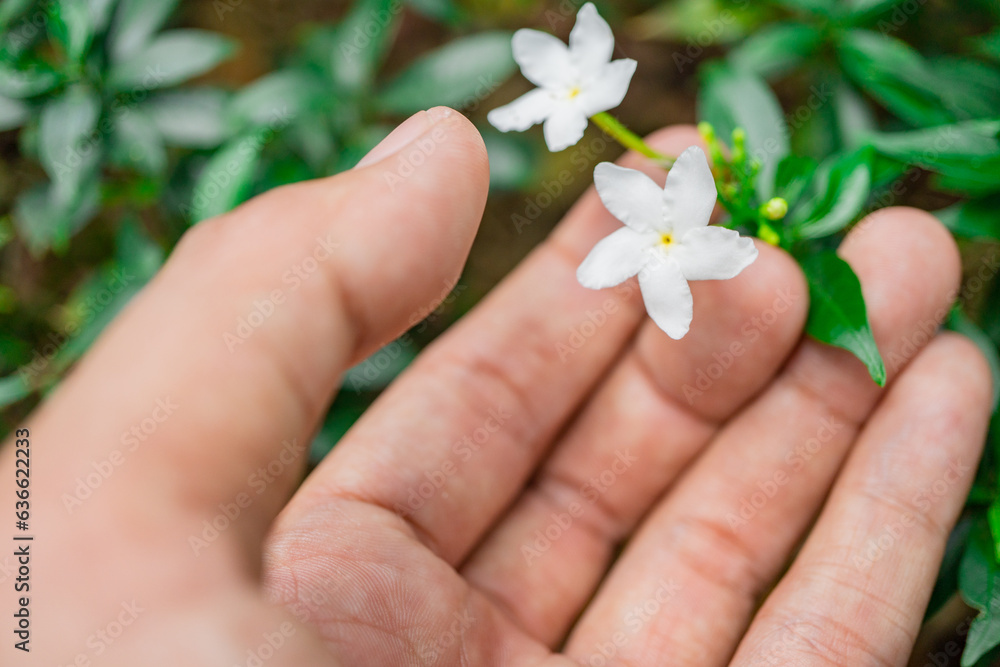 White flower tabernaemontana corymbosa hold by hand blossom when rainy season. The photo is suitable to use for botanical content media and flowers nature photo background. White flower tabernaemontana corymbosa hold by hand blossom when rainy season. The photo is suitable to use for botanical content media and flowers nature photo background.