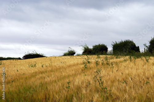 Golden Grass Field with Dancing Silhouetted Hedges Under a Moody Overcast Sky.