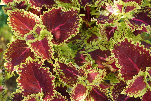 leaves with the Latin name Plectranthus scutellarioides with two beautiful combinations of red and yellow