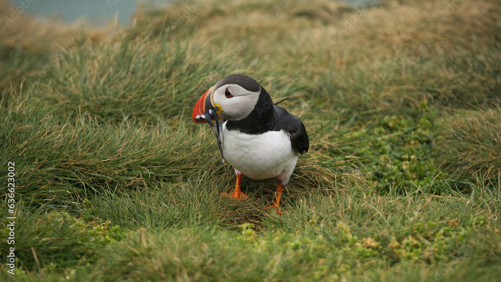 Puffins Puffins