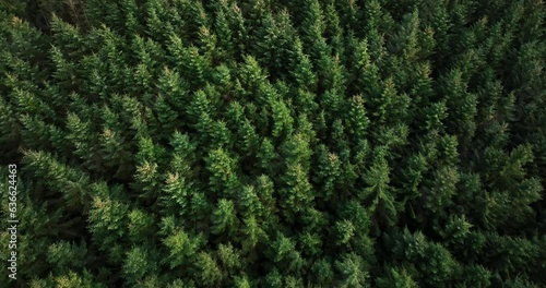 Flying above evergreen forest photo