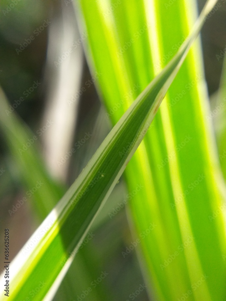 Leaves of a beautiful bamboo tree Leaves of a beautiful bamboo tree