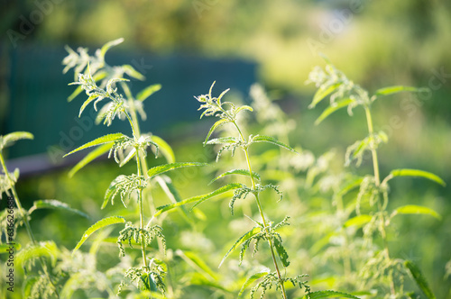 beautiful green nettle plant in sunlight outdoors