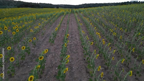 field with agricultural cultivation of sunflowers with unevenness seen from above with drone
